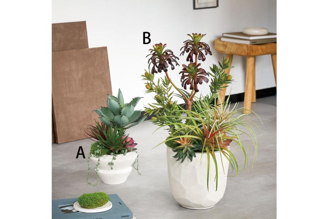 多肉植物の寄せ植え(アオエニウム)