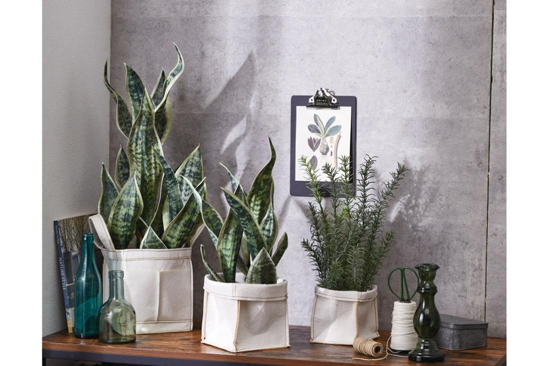 サンセベリア（ポット付き）