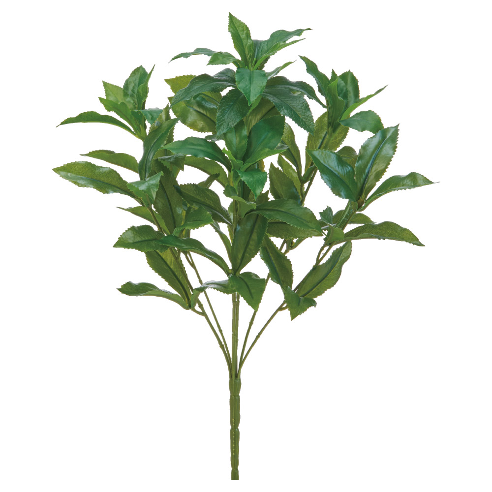 アセビブッシュ