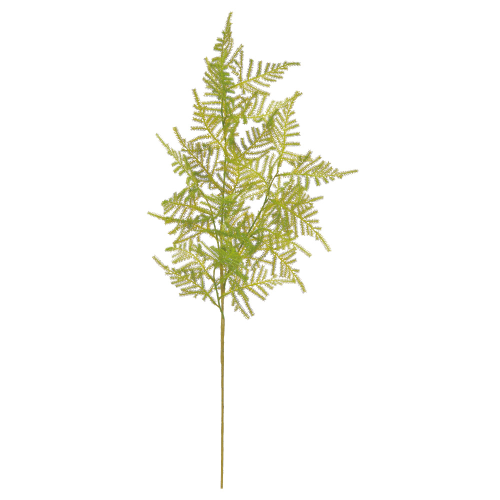 ファーンスプレー