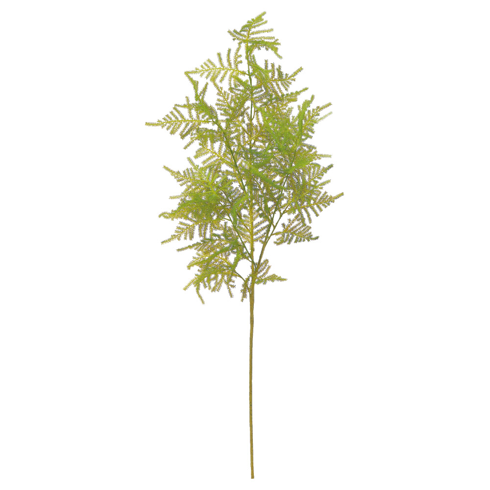 ファーンスプレー