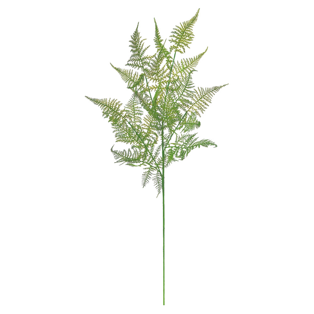 ファーンスプレー