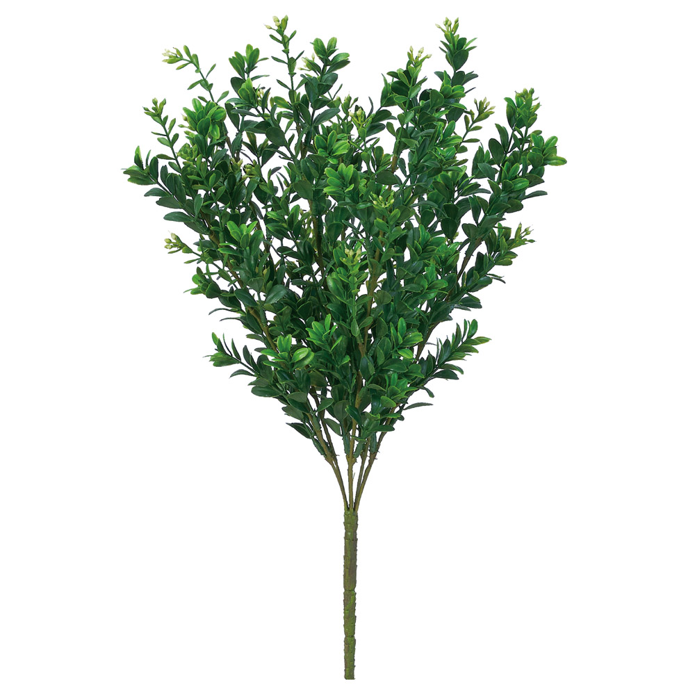 ボックスウッドブッシュ