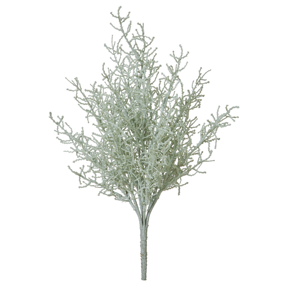 サントリナブッシュ