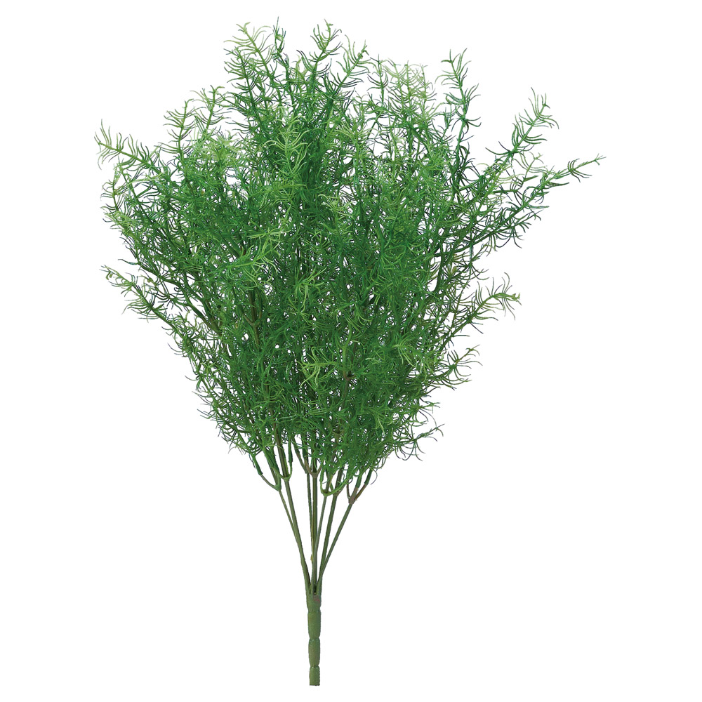 スプレンゲリーブッシュ