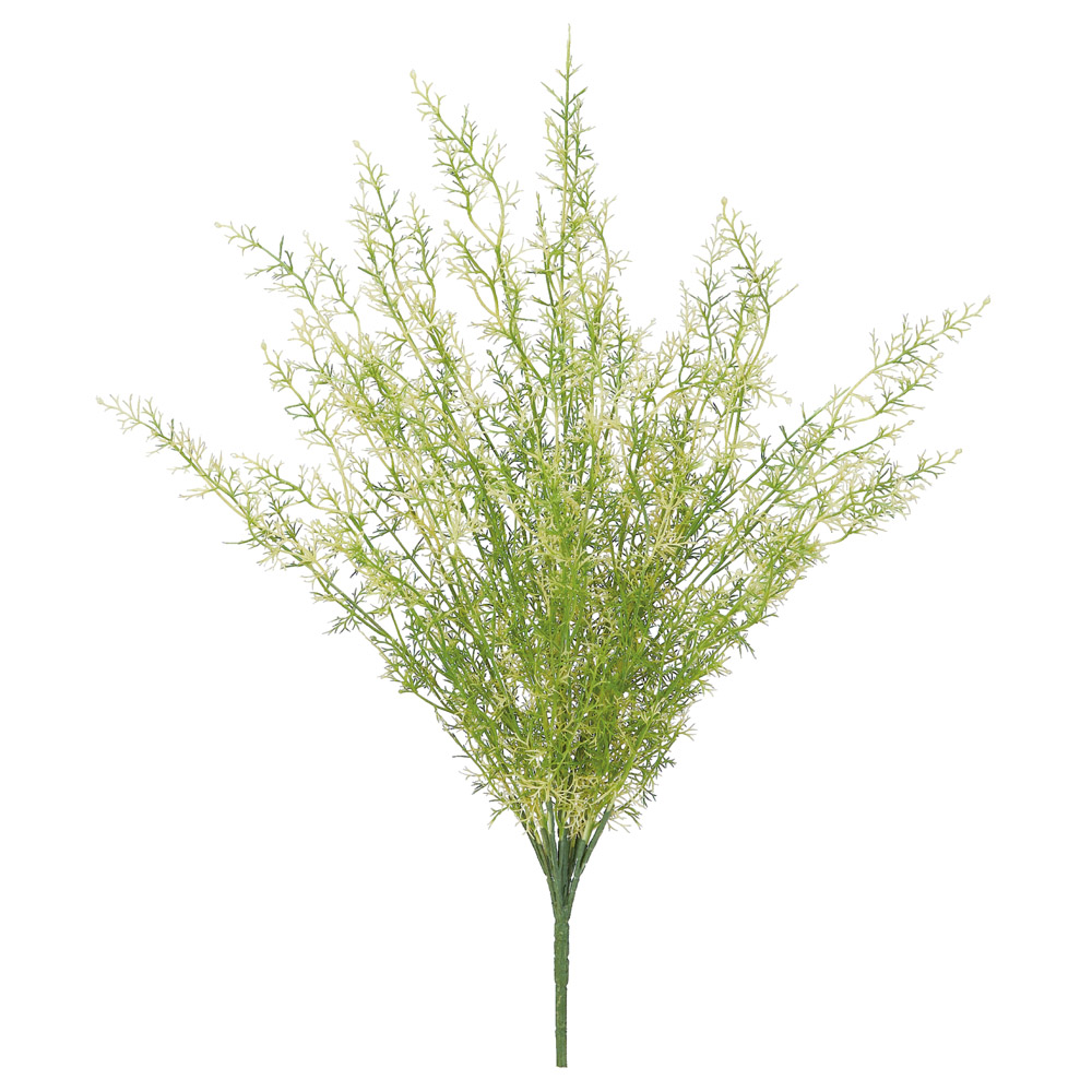 アスパラガスファーンブッシュ