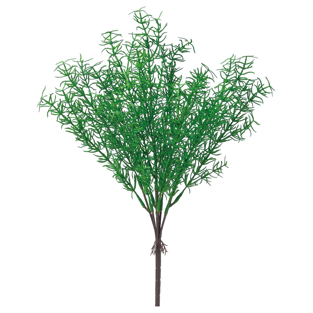 スプレンゲリーブッシュ