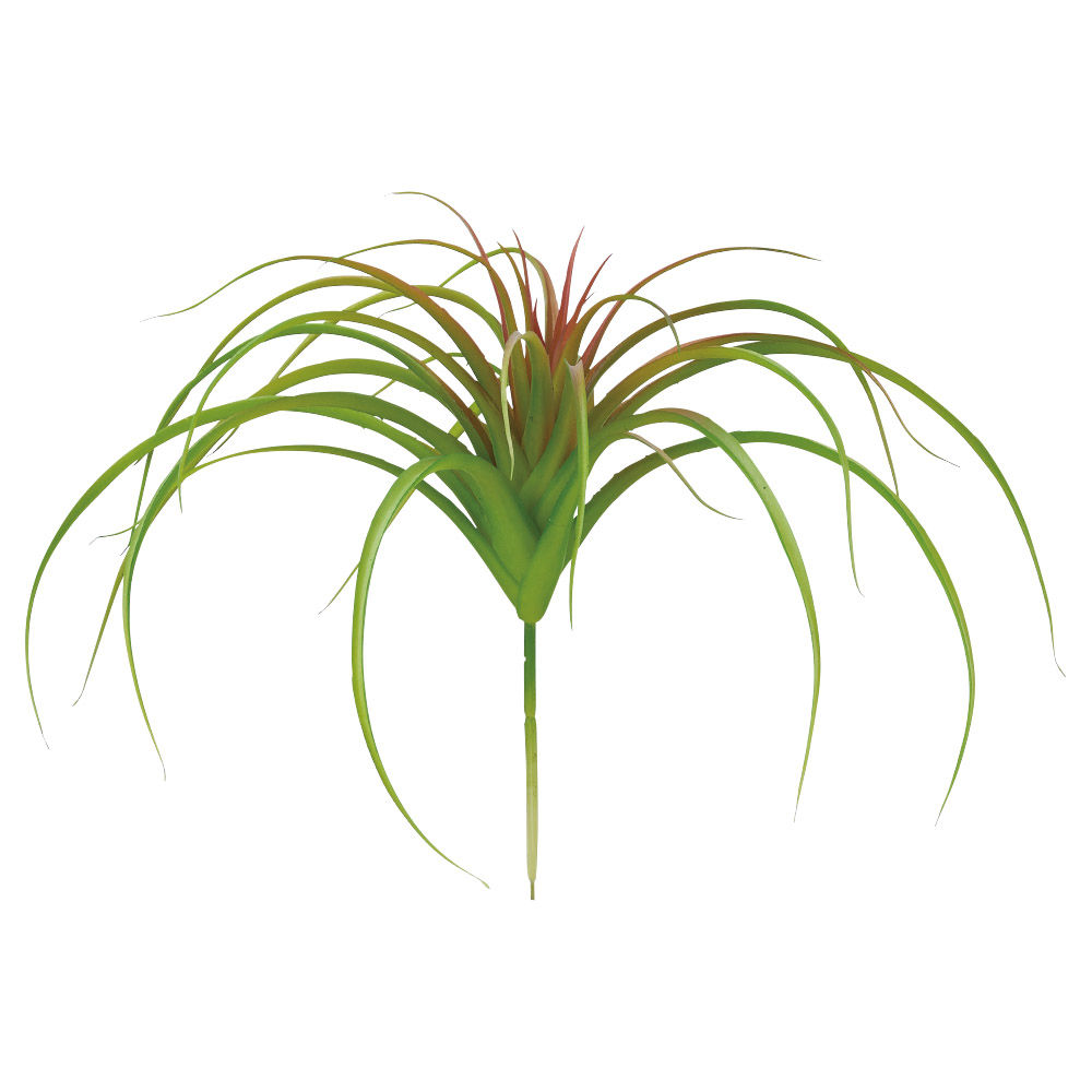 ティランドシア