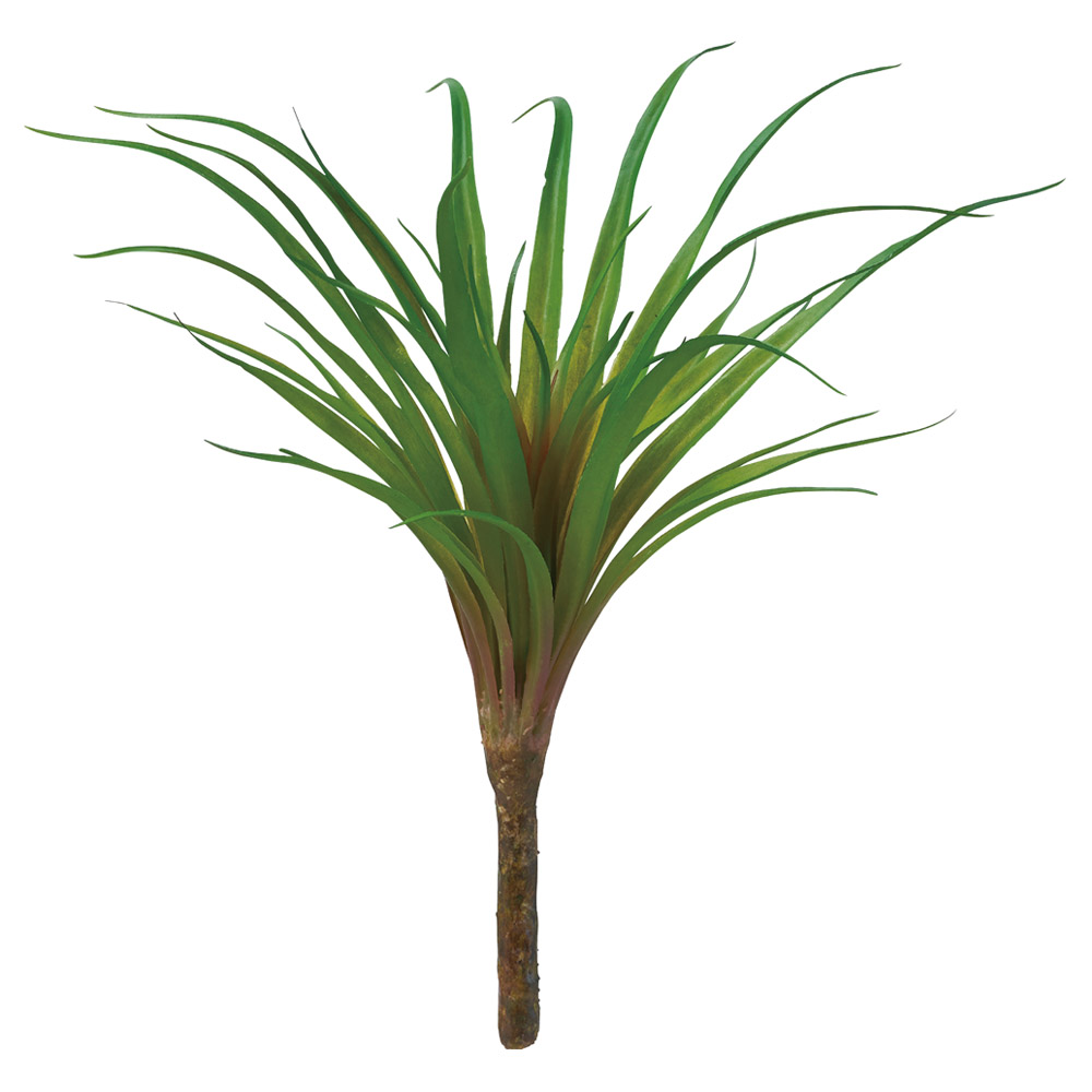 ティランドシア