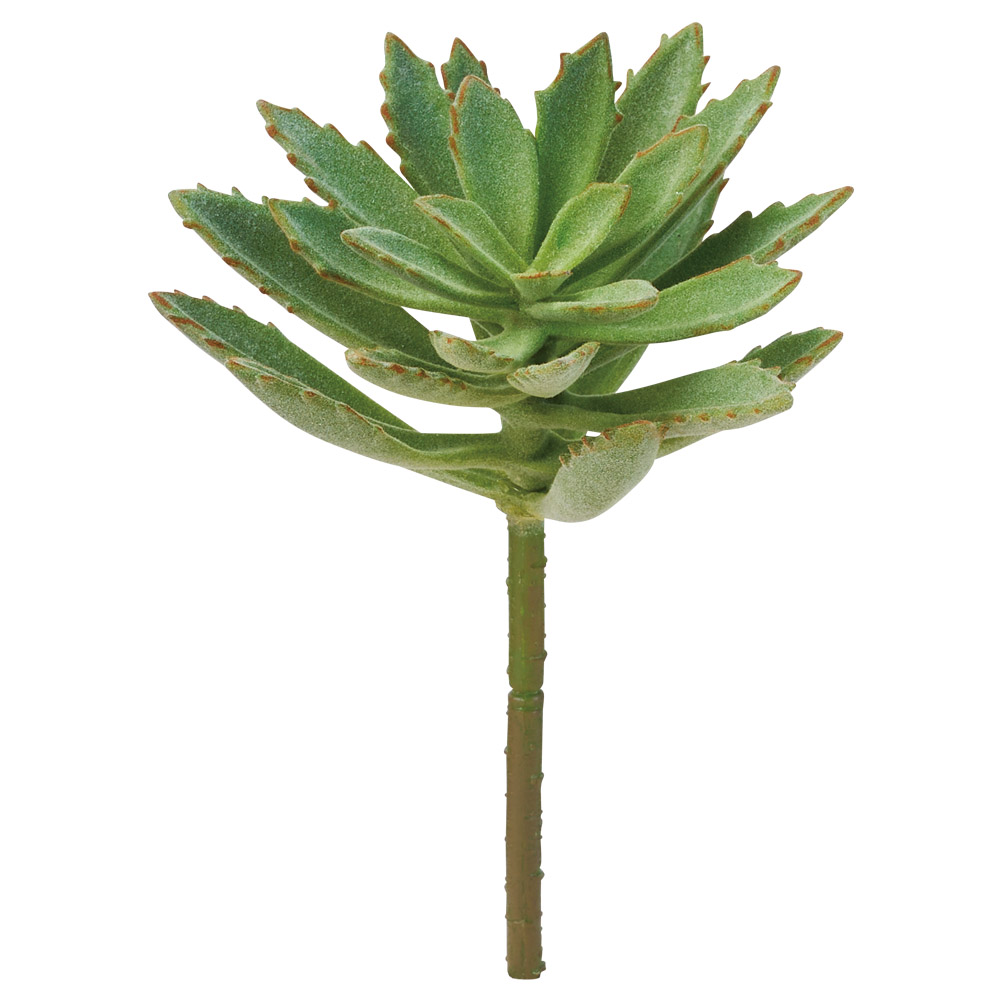 サッカレンテン