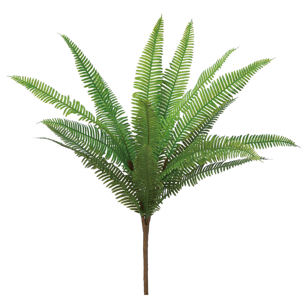 ファーンブッシュ