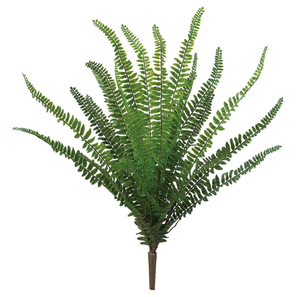 ファーンブッシュ