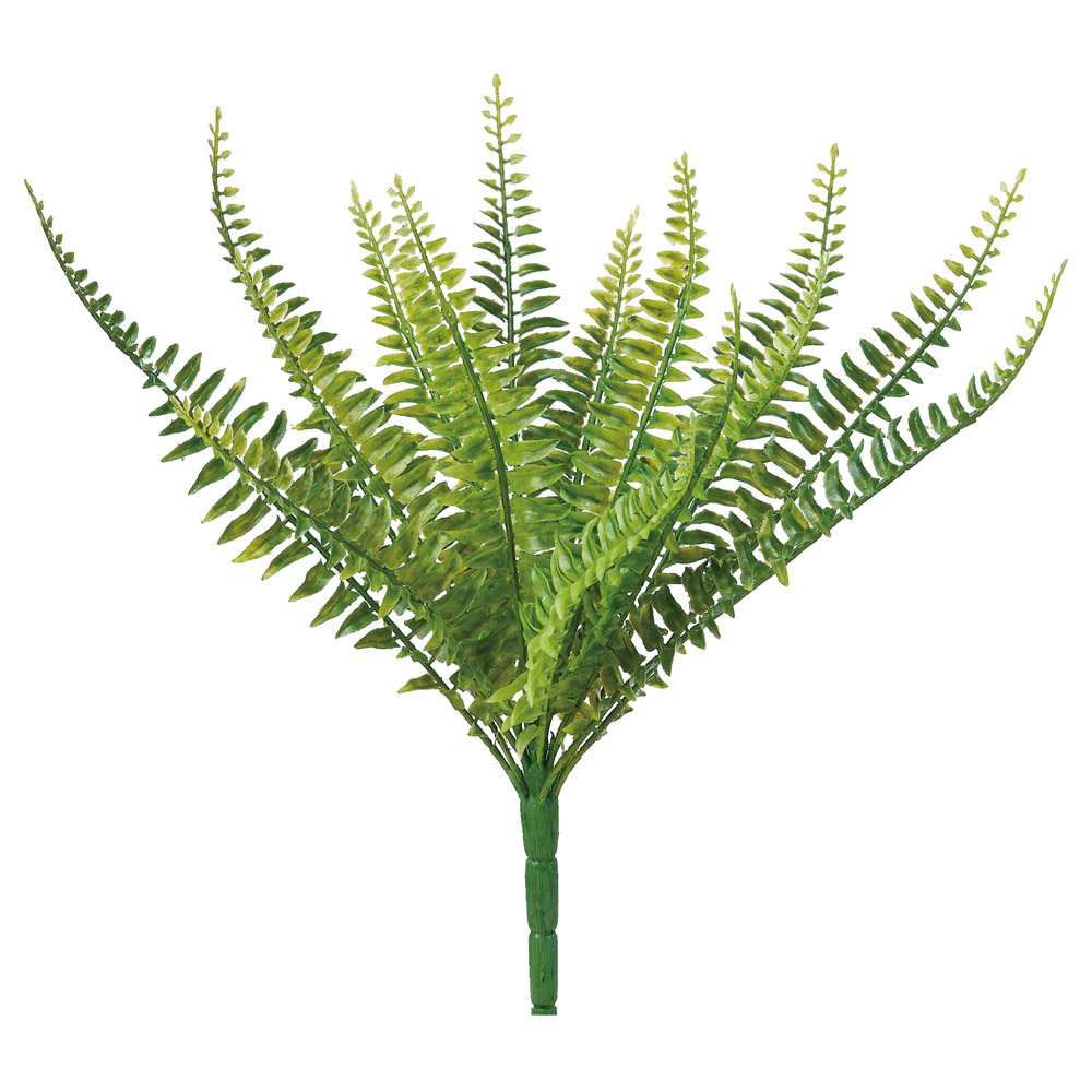 ファーンブッシュ