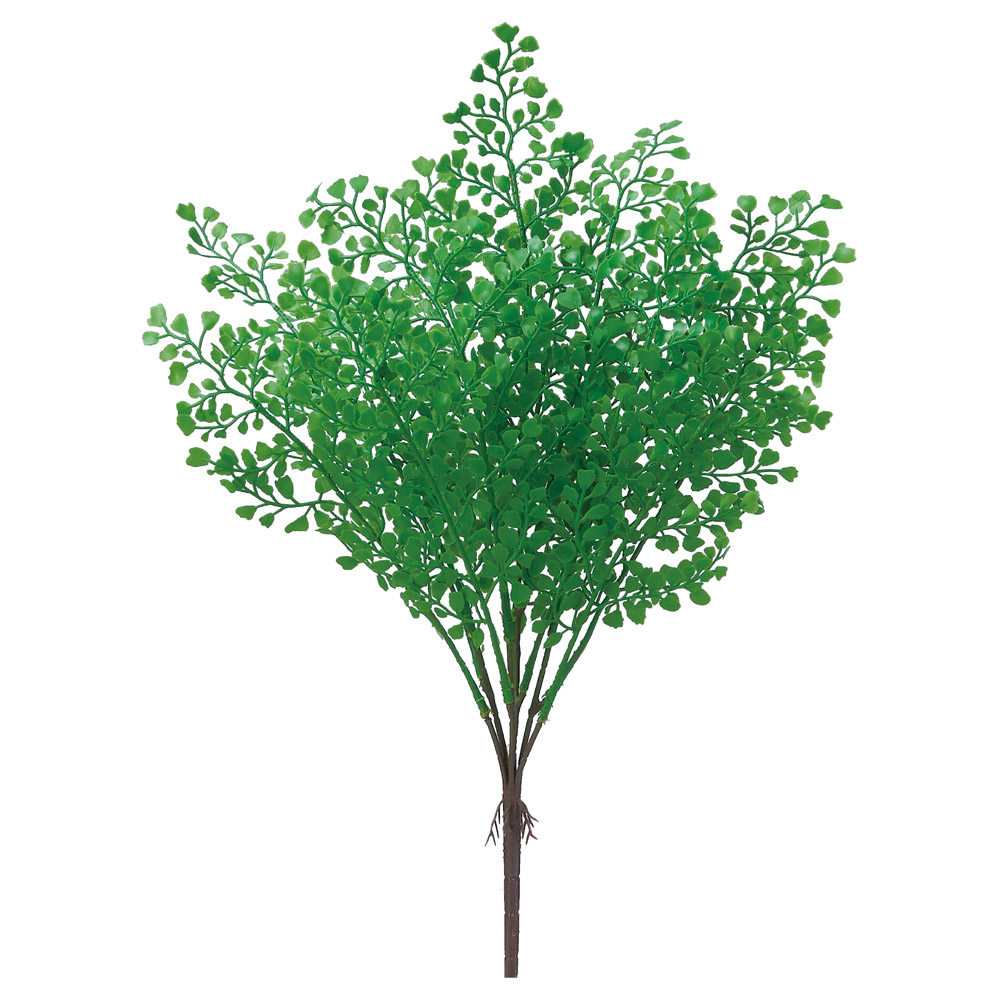 メイデンヘアーブッシュ