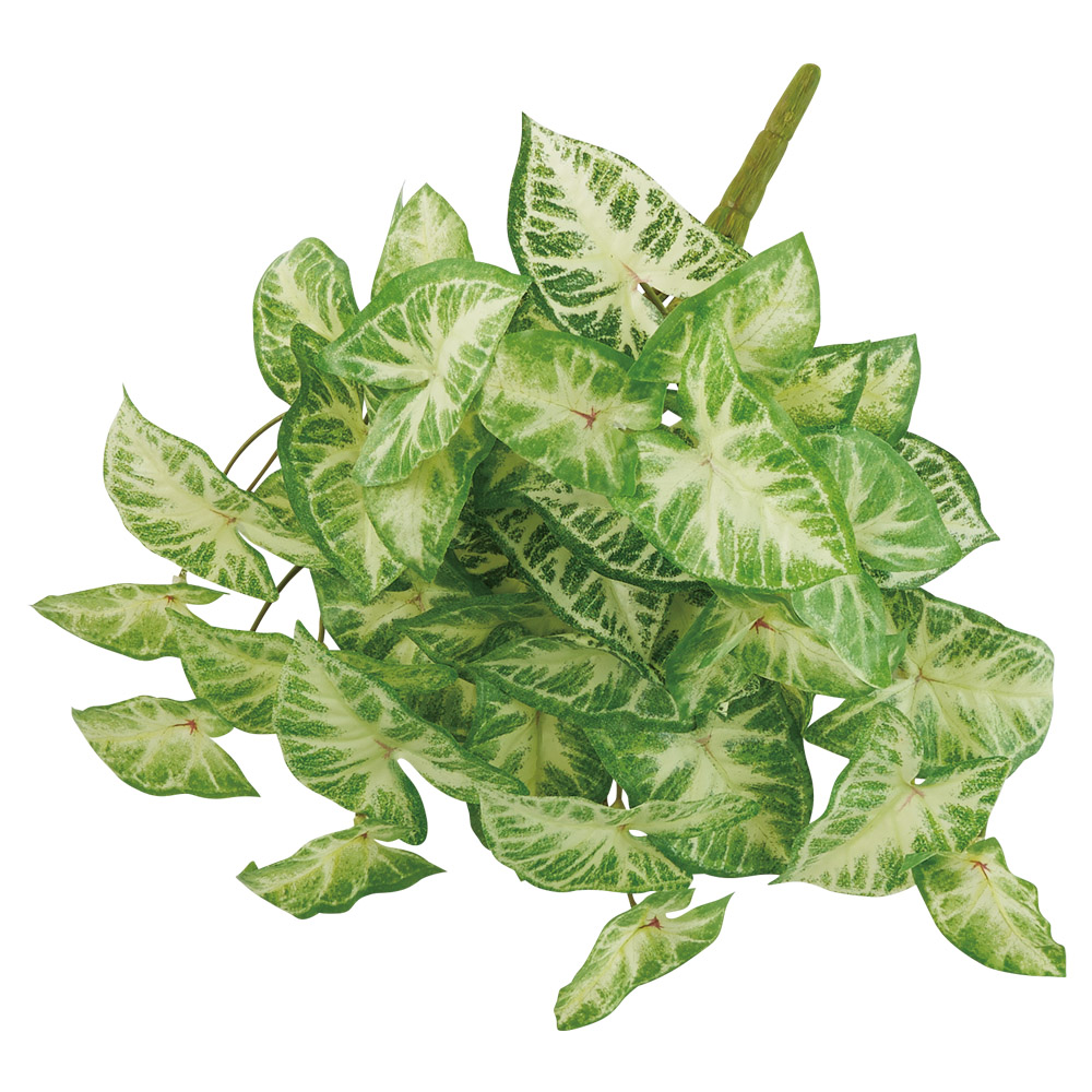 シンゴニウムブッシュ