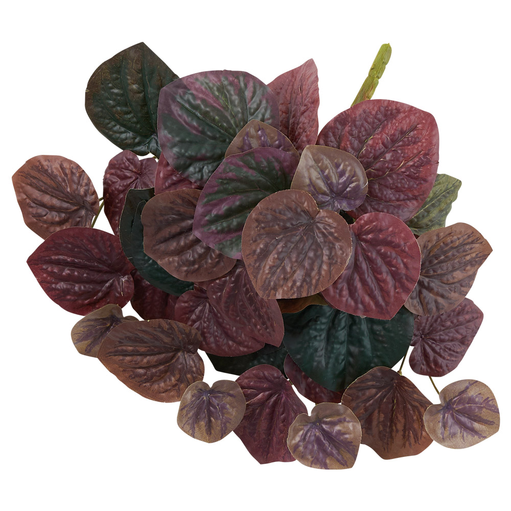 ペペロミアブッシュ