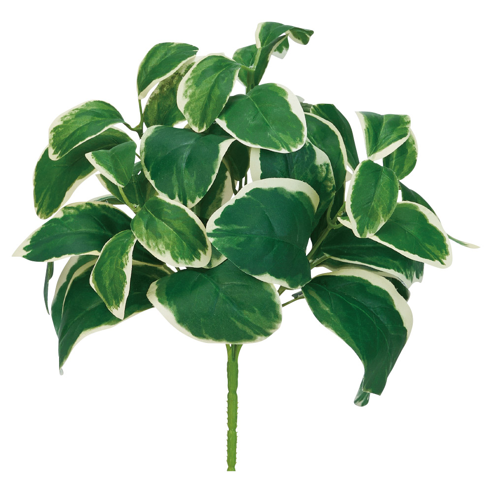 ツルニチニチソウブッシュ