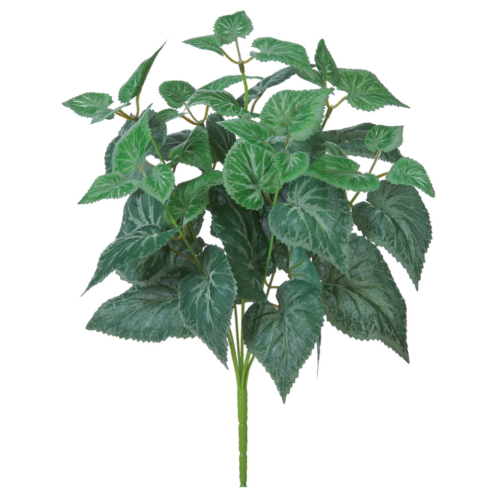 ベゴニアブッシュ