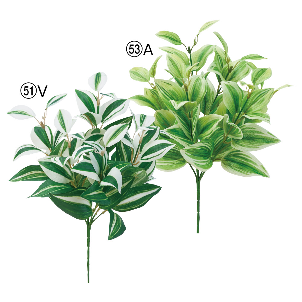 トラディスカンティアブッシュ