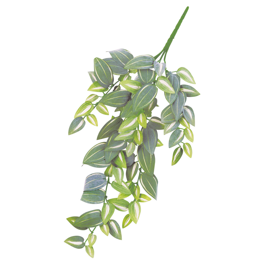 トラディスカンティア