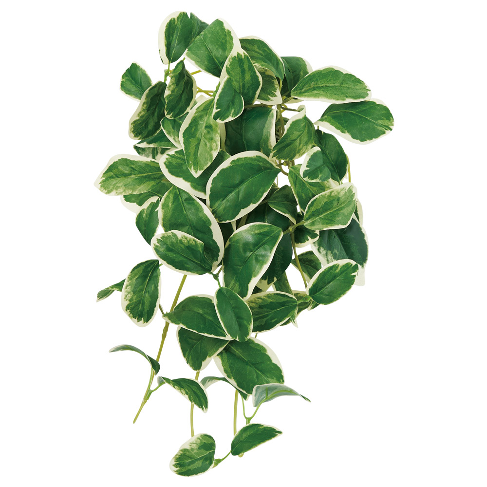 ツルニチニチソウブッシュ