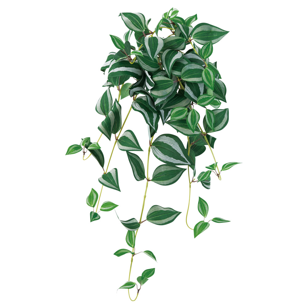 トラディスカンティアハンギングブッシュ