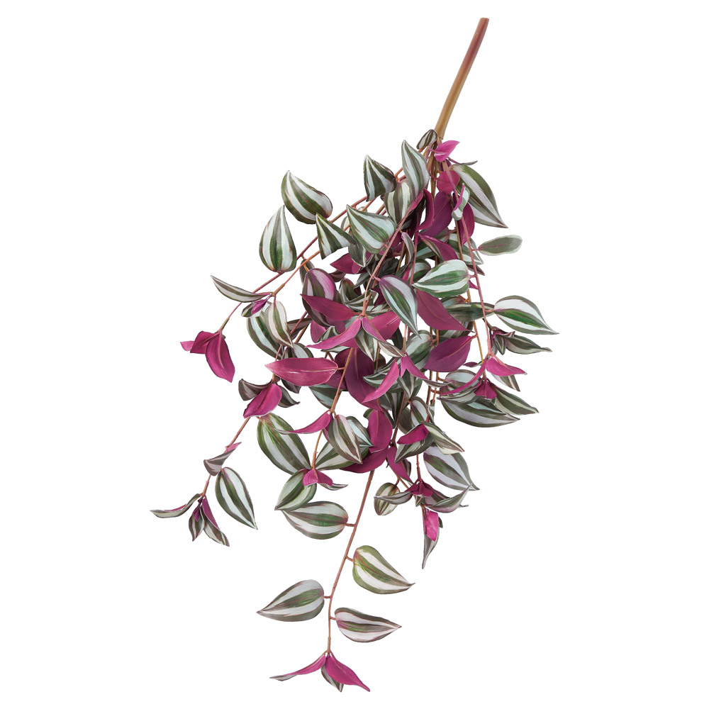 トラディスカンティアハンギングブッシュ