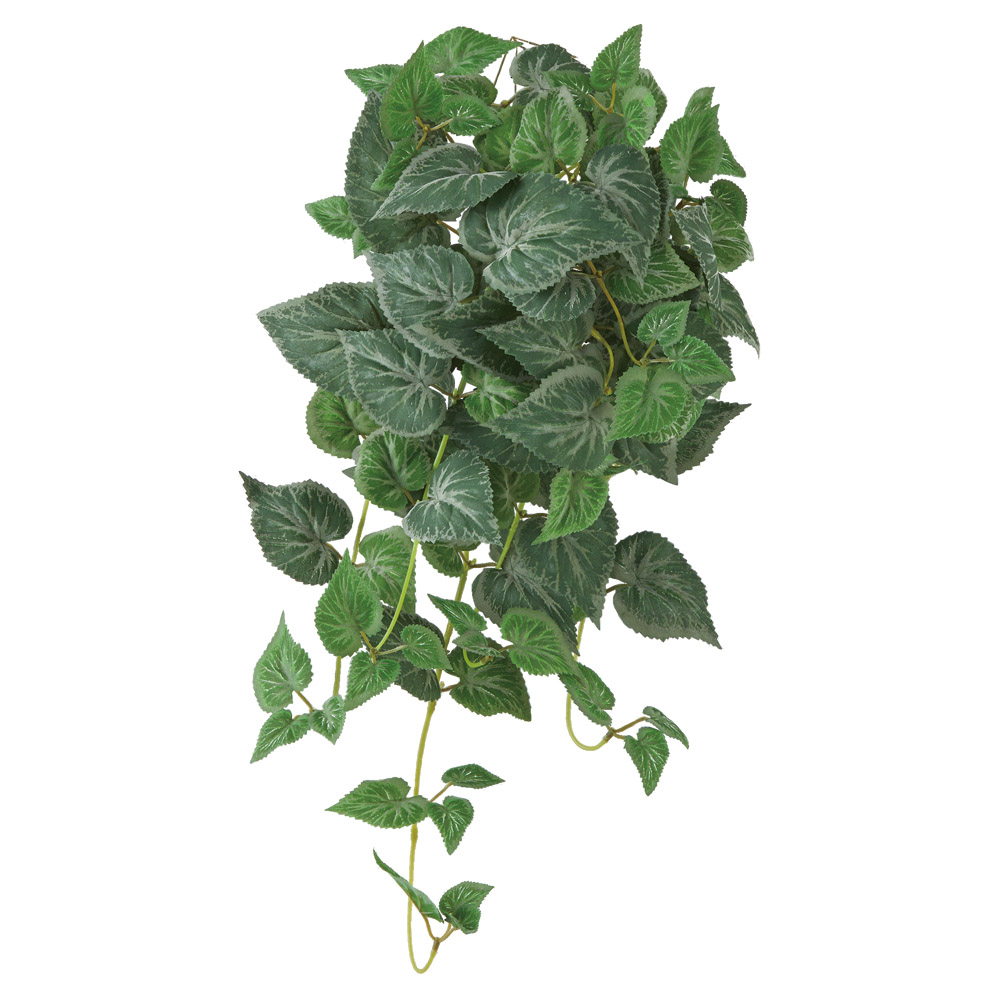 ベゴニアハンギングブッシュ