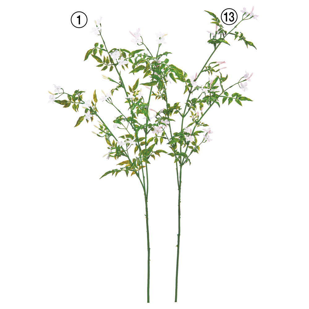 ハゴロモジャスミン×24つぼみ×21