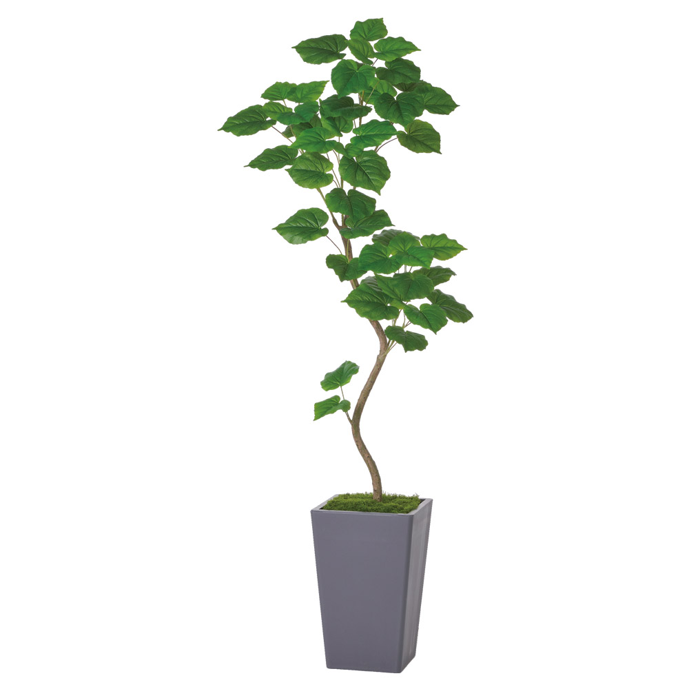 ウンベラータ（コンテナキット）