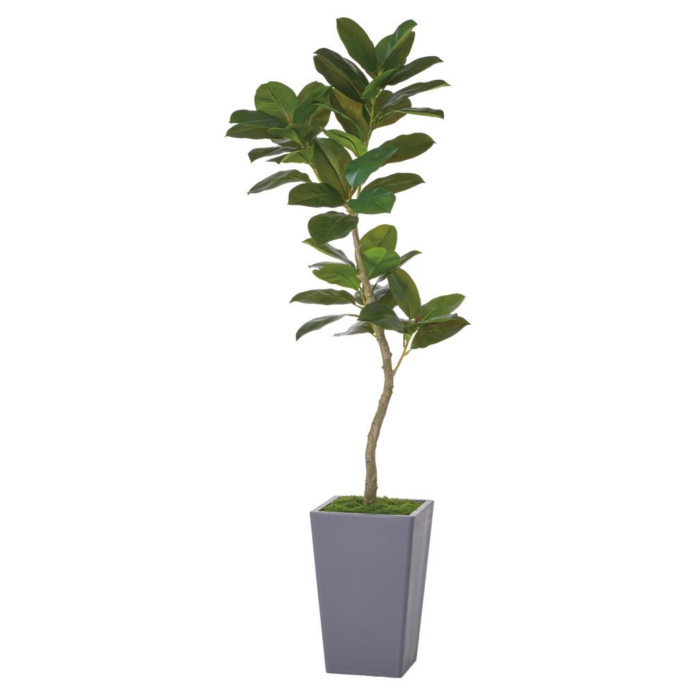 ゴムの木（コンテナキット）