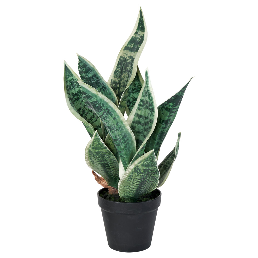 サンセベリア（ポット付）