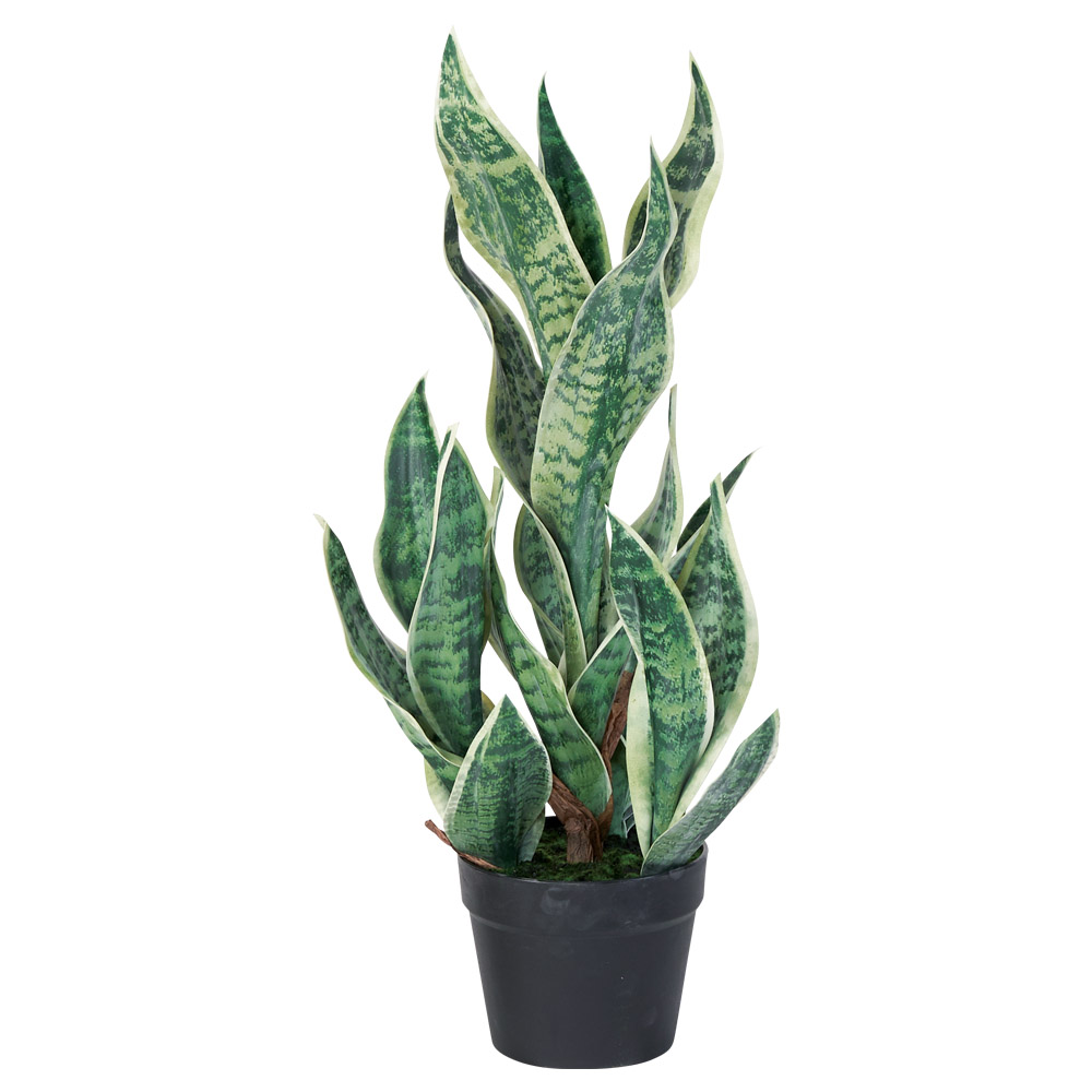 サンセベリア（ポット付）