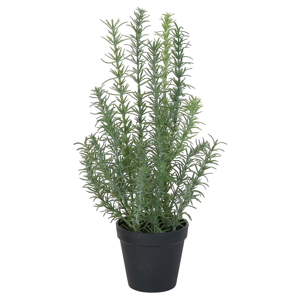 ローズマリー（ポット付）