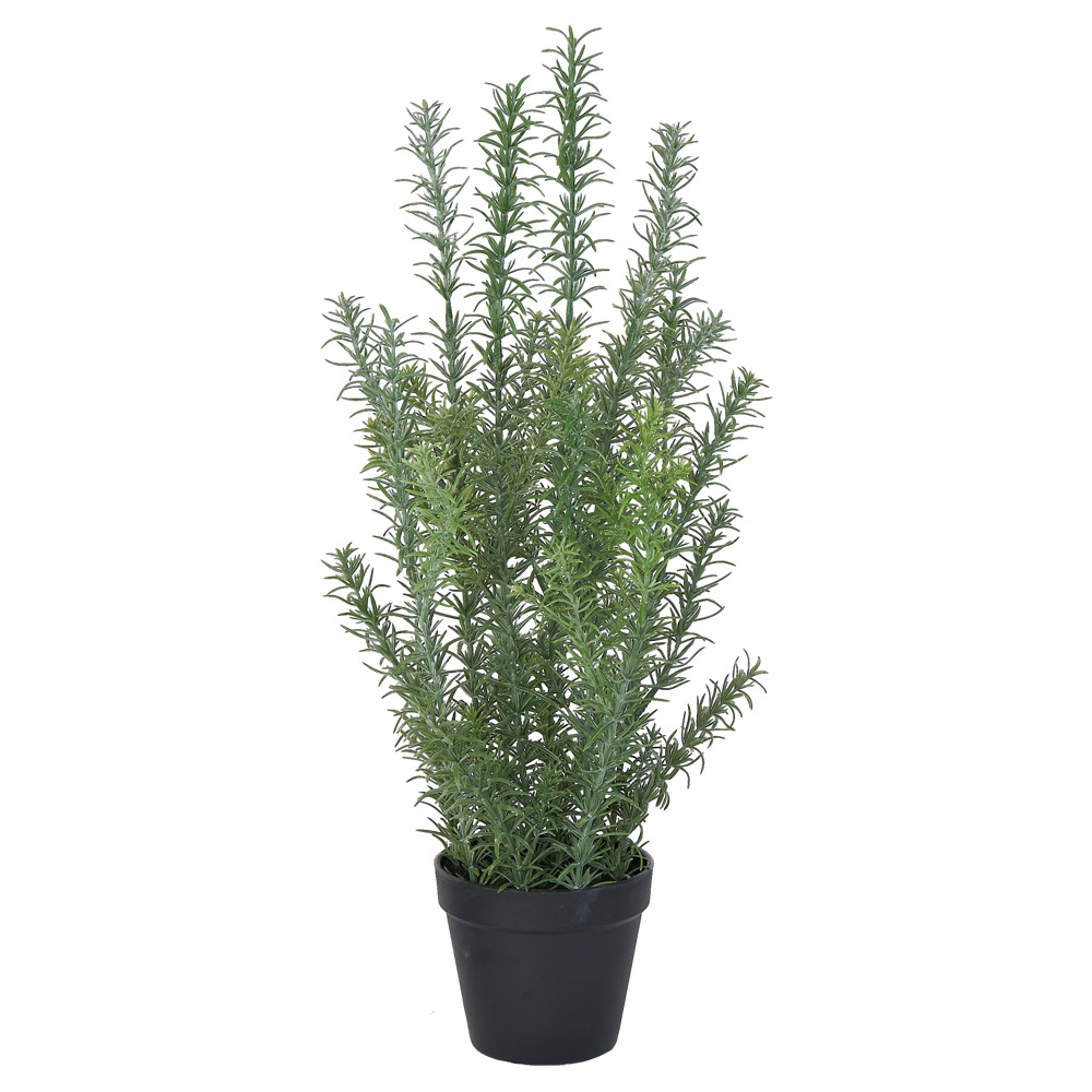 ローズマリー（ポット付）