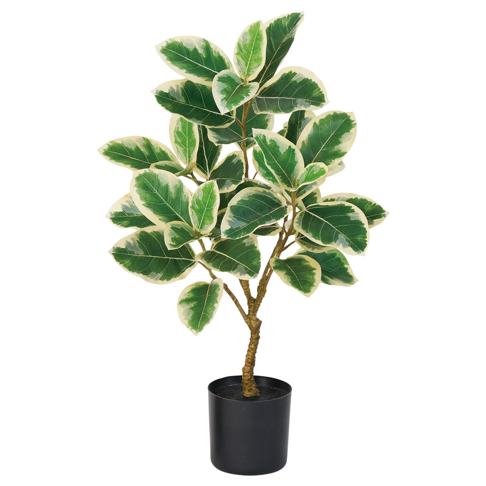 ゴムの木（ポット付）