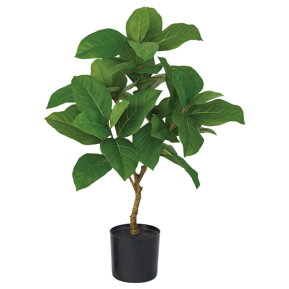 ゴムの木（ポット付）