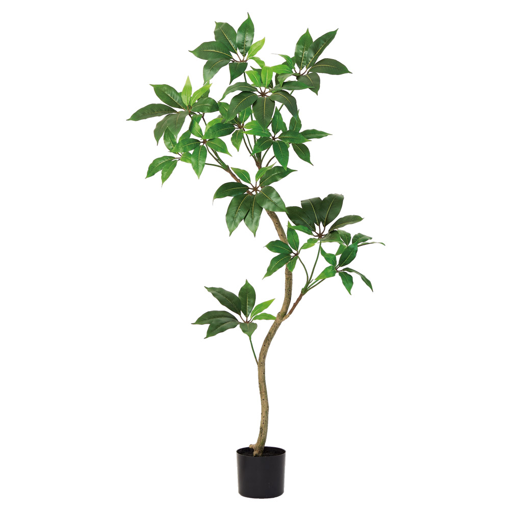 ツピタンサス（ポット付）