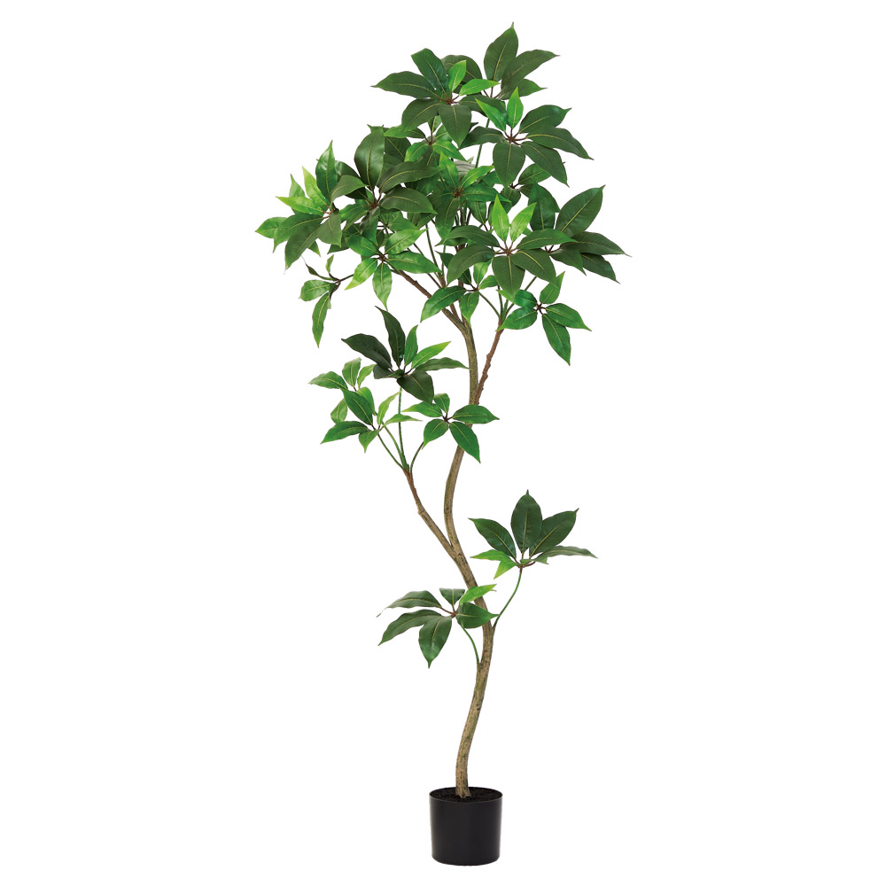 ツピタンサス（ポット付）