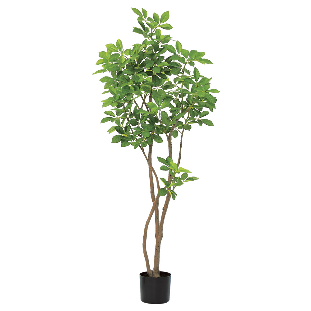 トランペットツリー（ポット付）