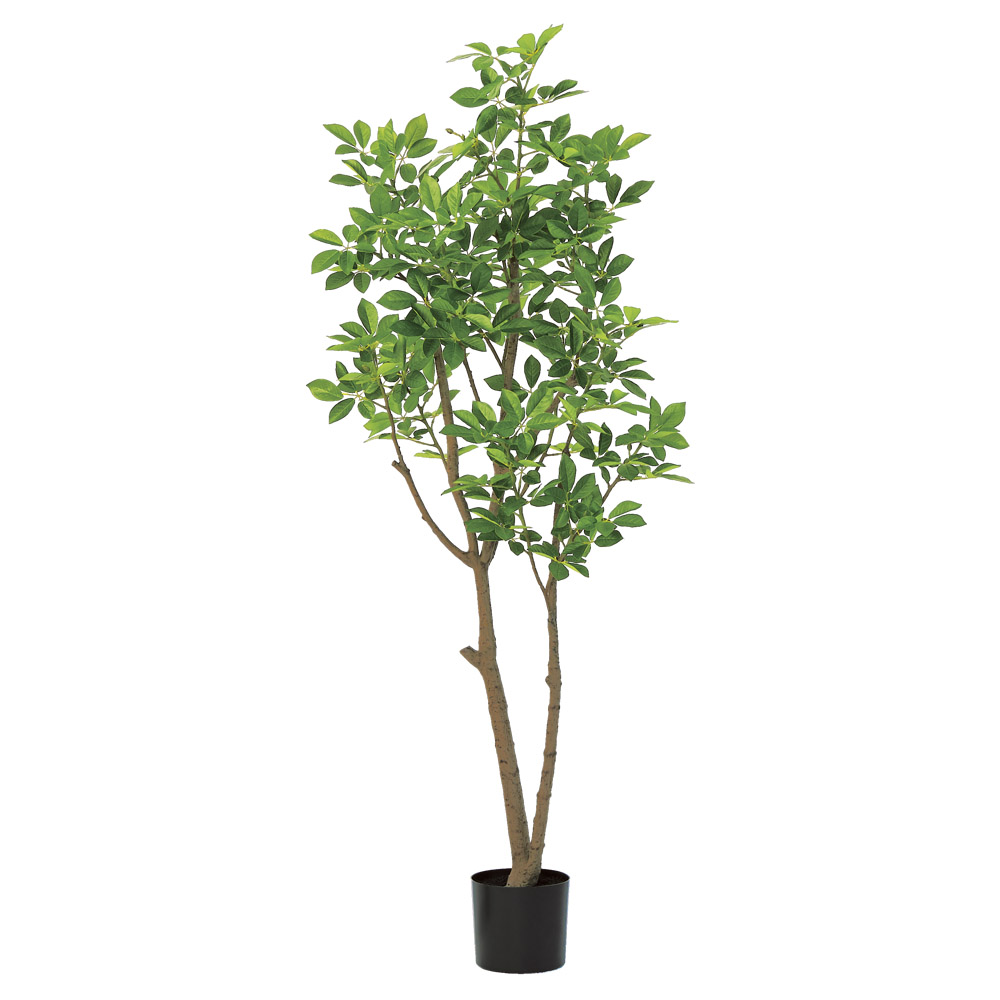 トランペットツリー（ポット付）