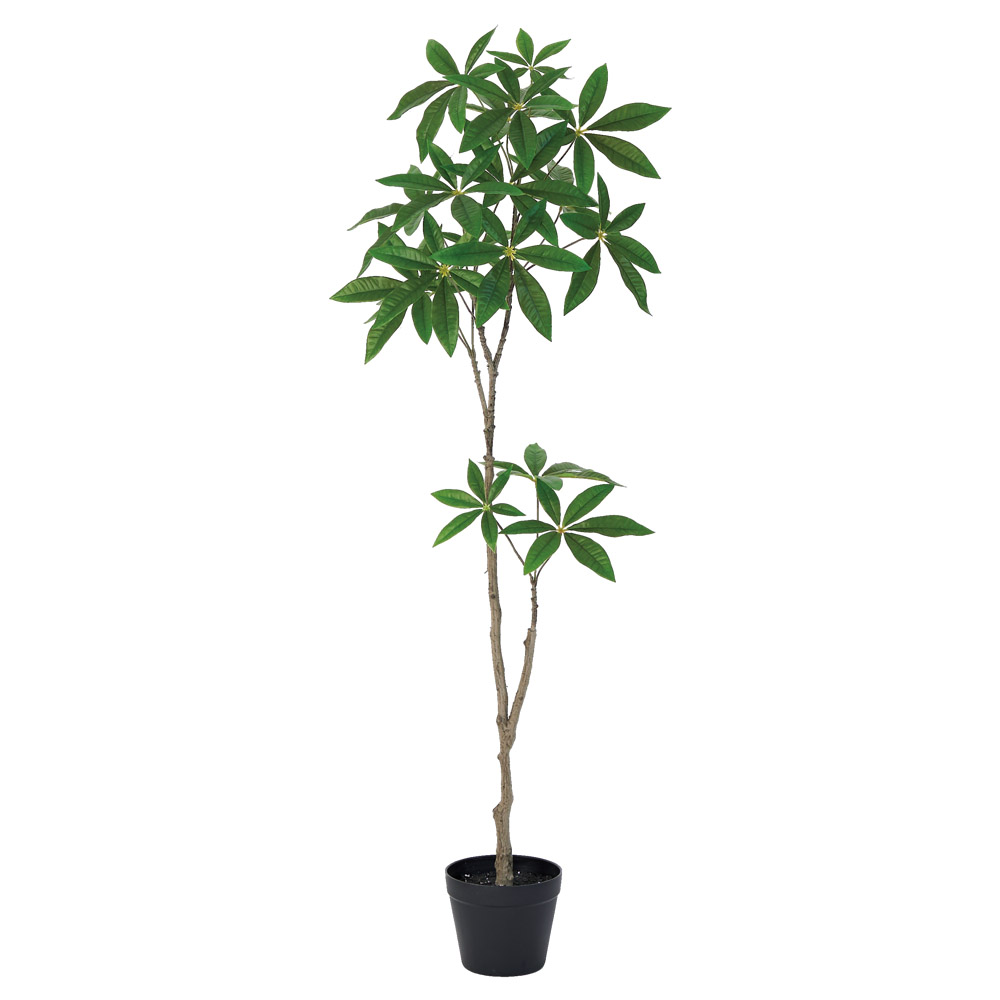 パキラ（ポット付）