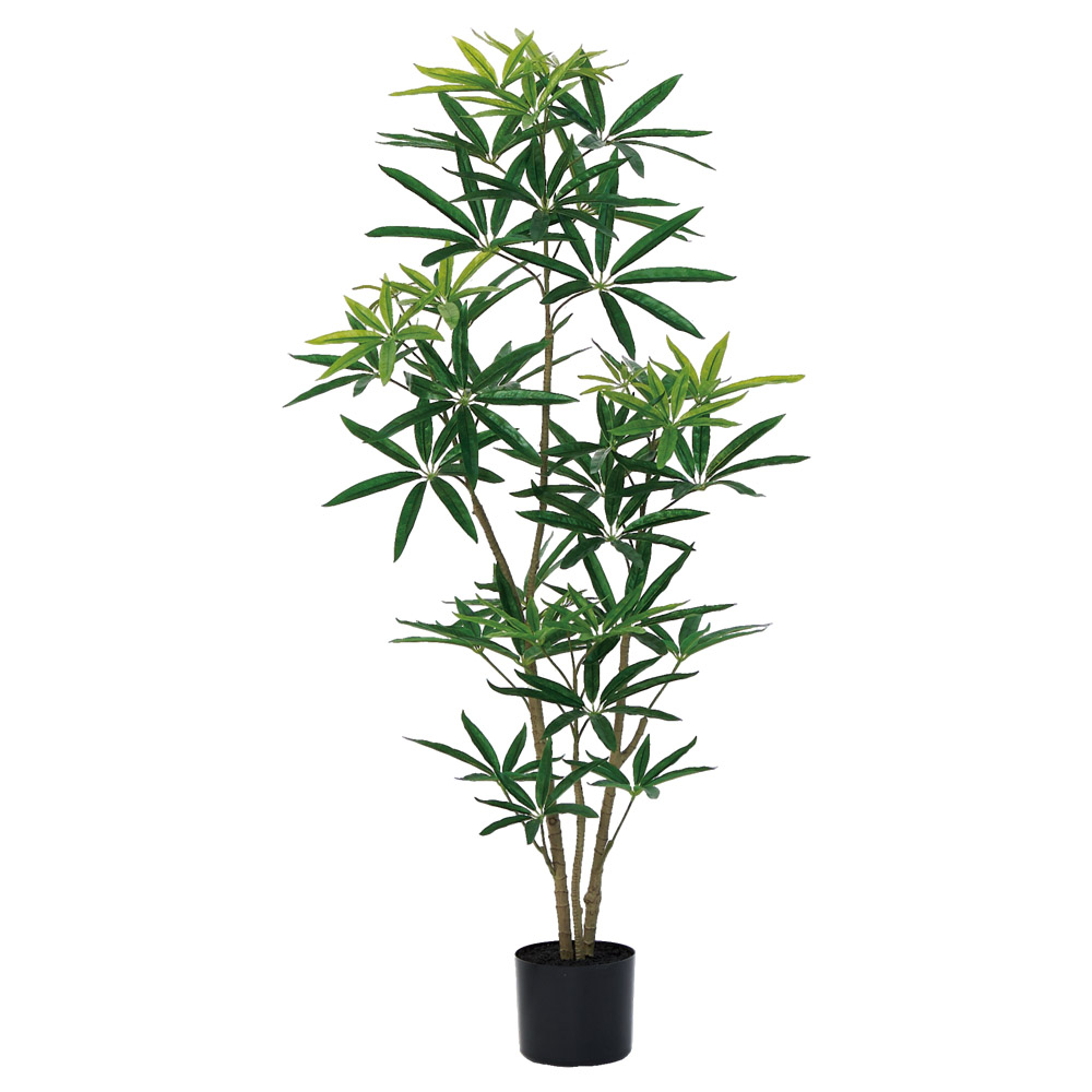 シェフレラ（ポット付）