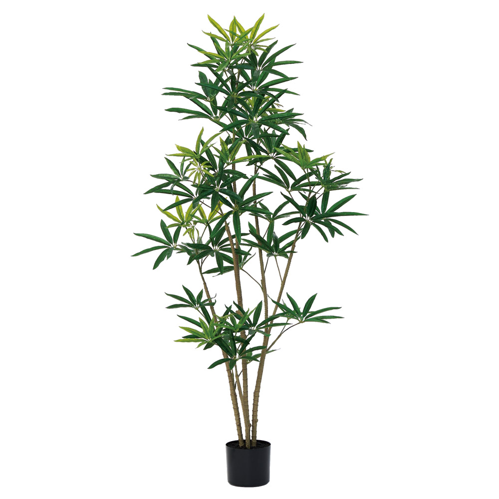 シェフレラ（ポット付）