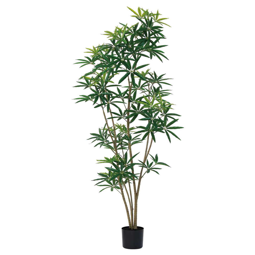 シェフレラ（ポット付）