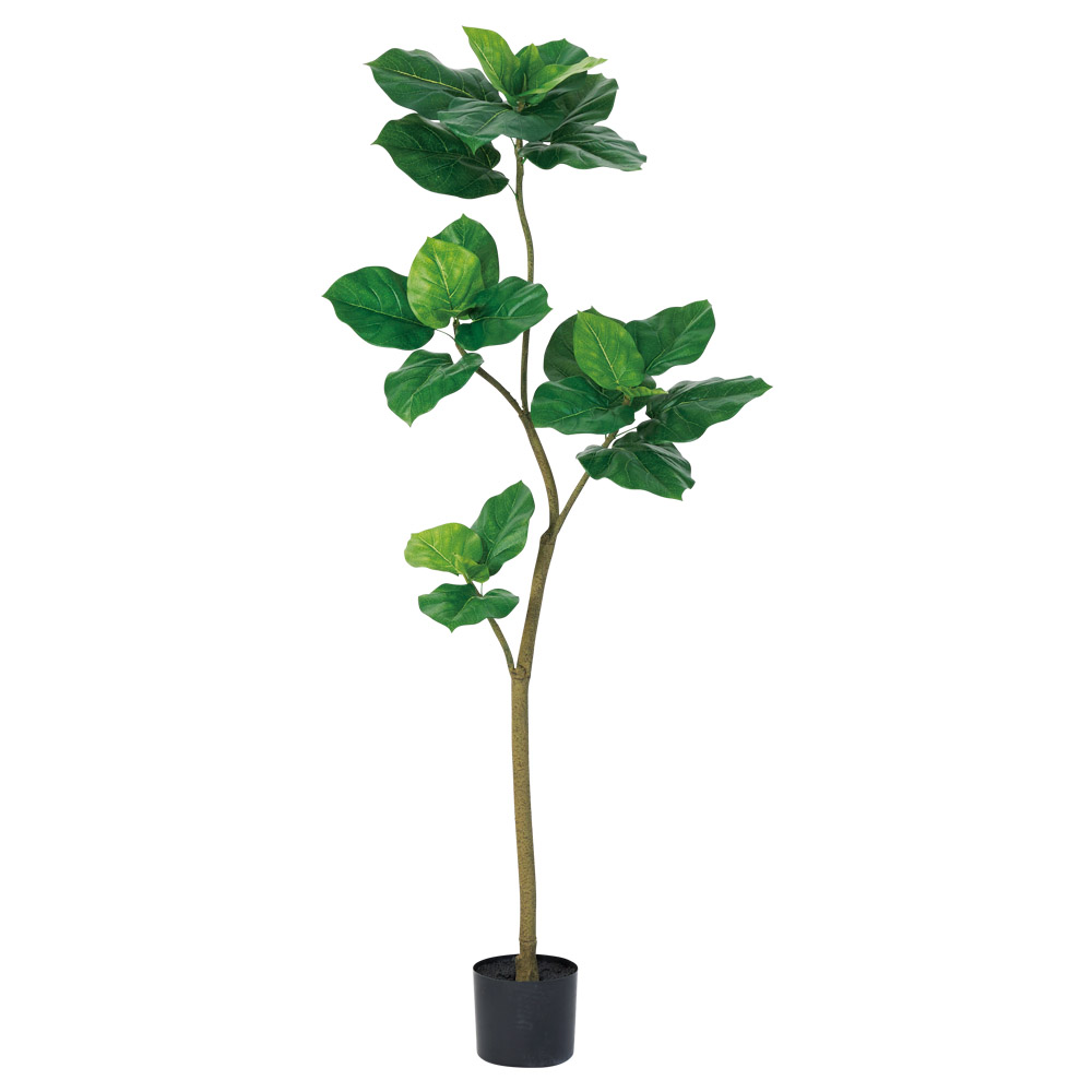 ウンベラータ（ポット付）