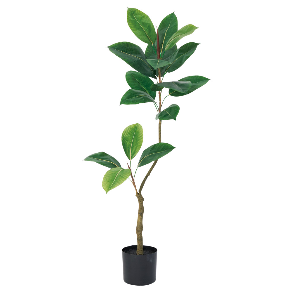 ゴムの木（ポット付）