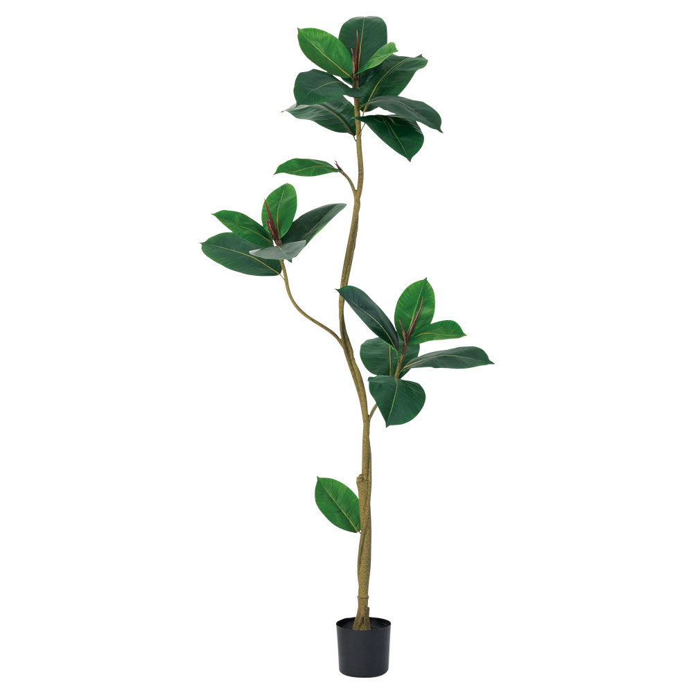 ゴムの木（ポット付）