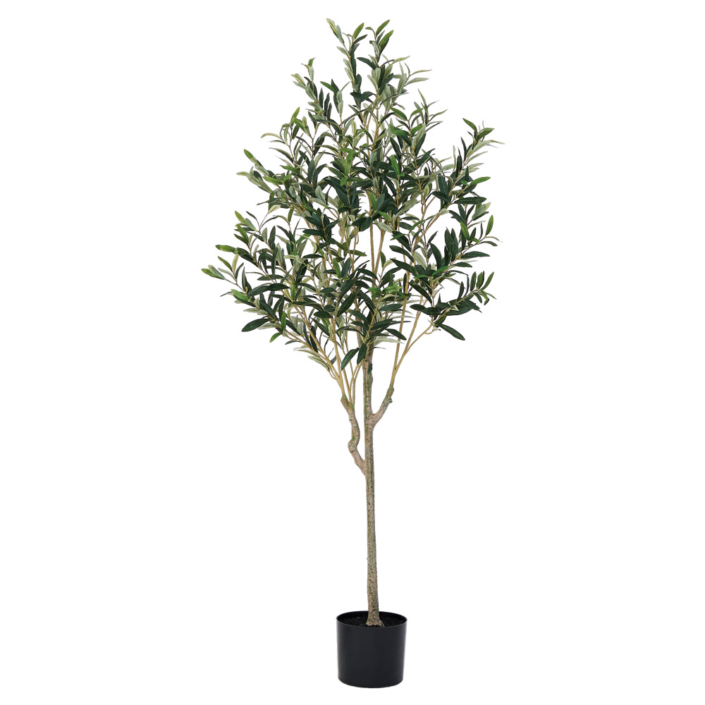 オリーブ（実なし）（ポット付）