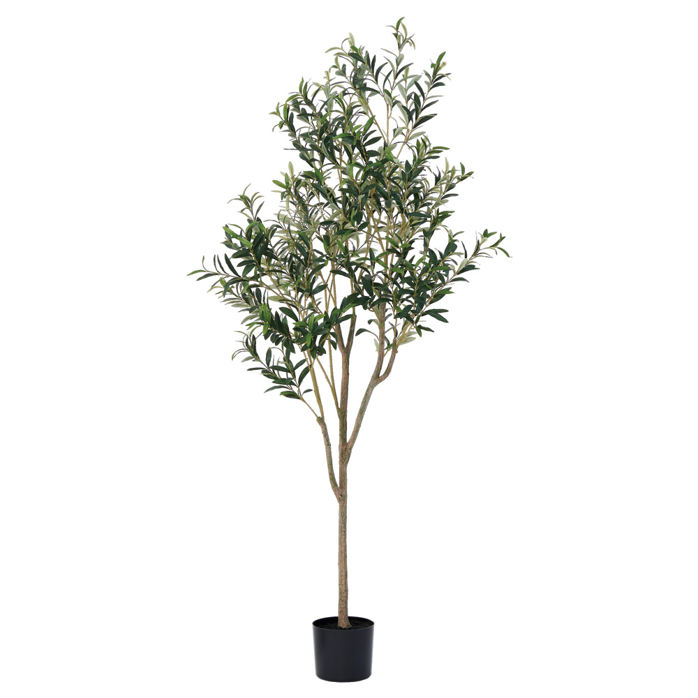 オリーブ（実なし）（ポット付）｜商品案内｜株式会社アスカ商会